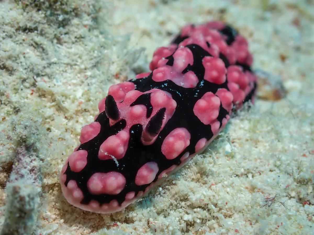 Phyllidiella Pustulosa