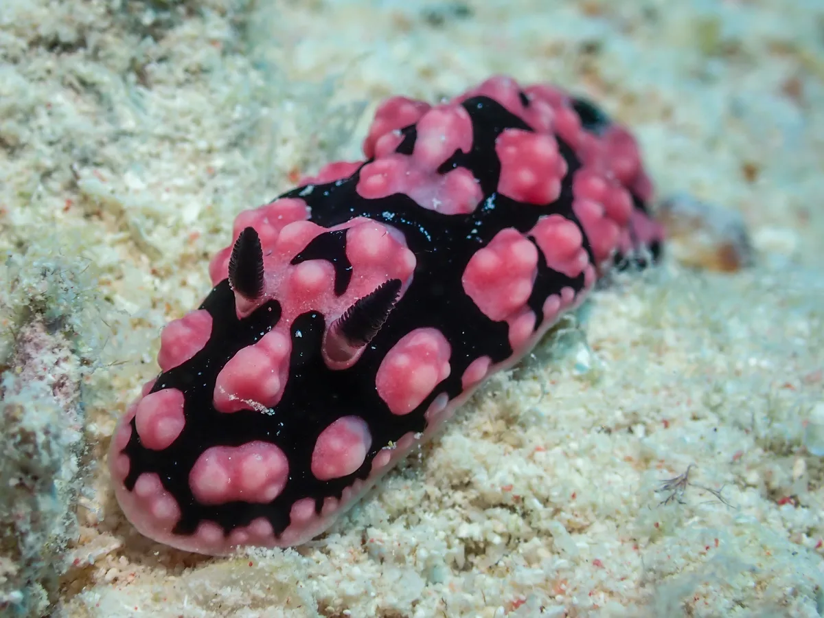Phyllidiella Pustulosa