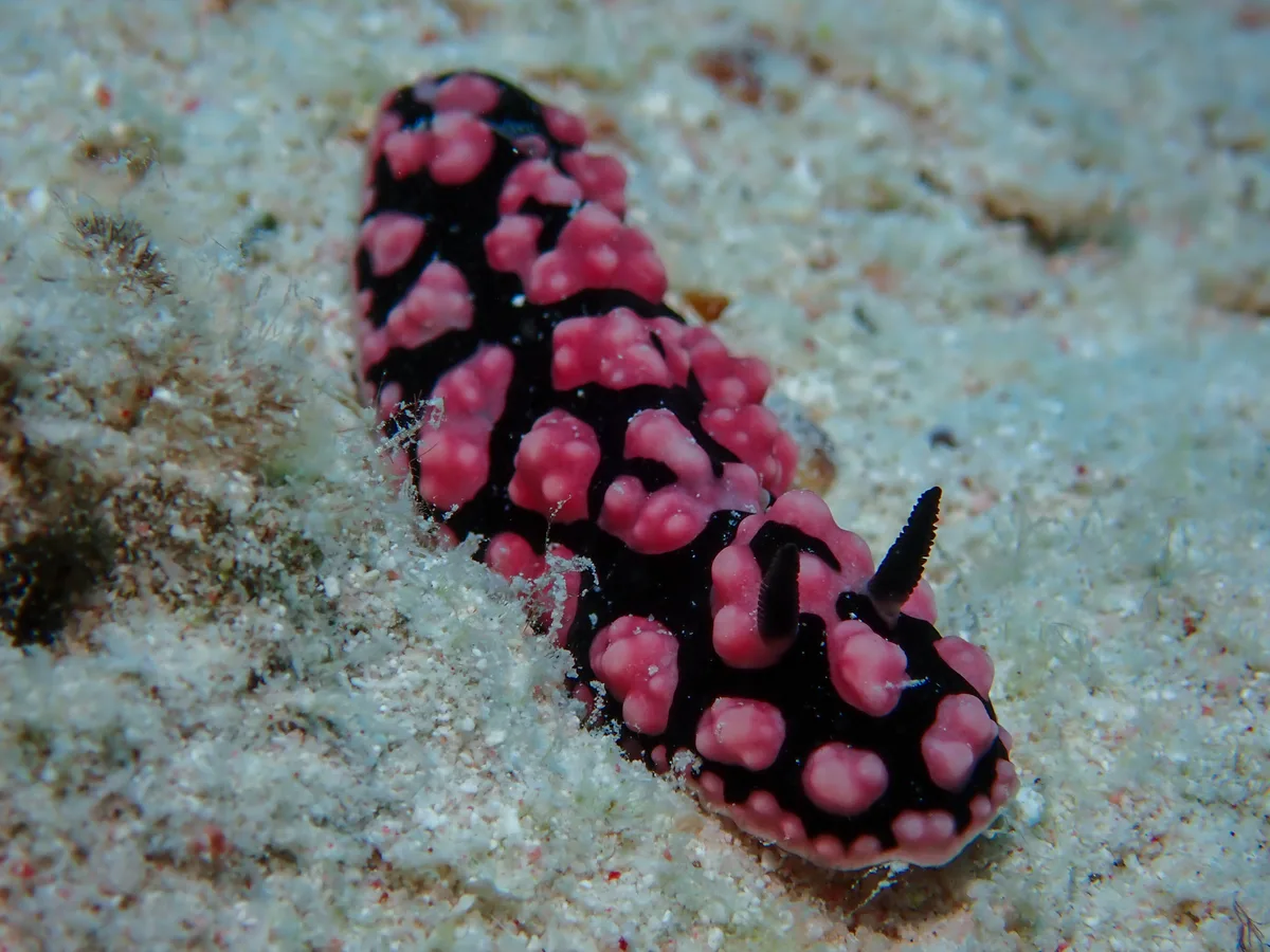Phyllidiella Pustulosa