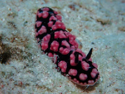 Phyllidiella Pustulosa