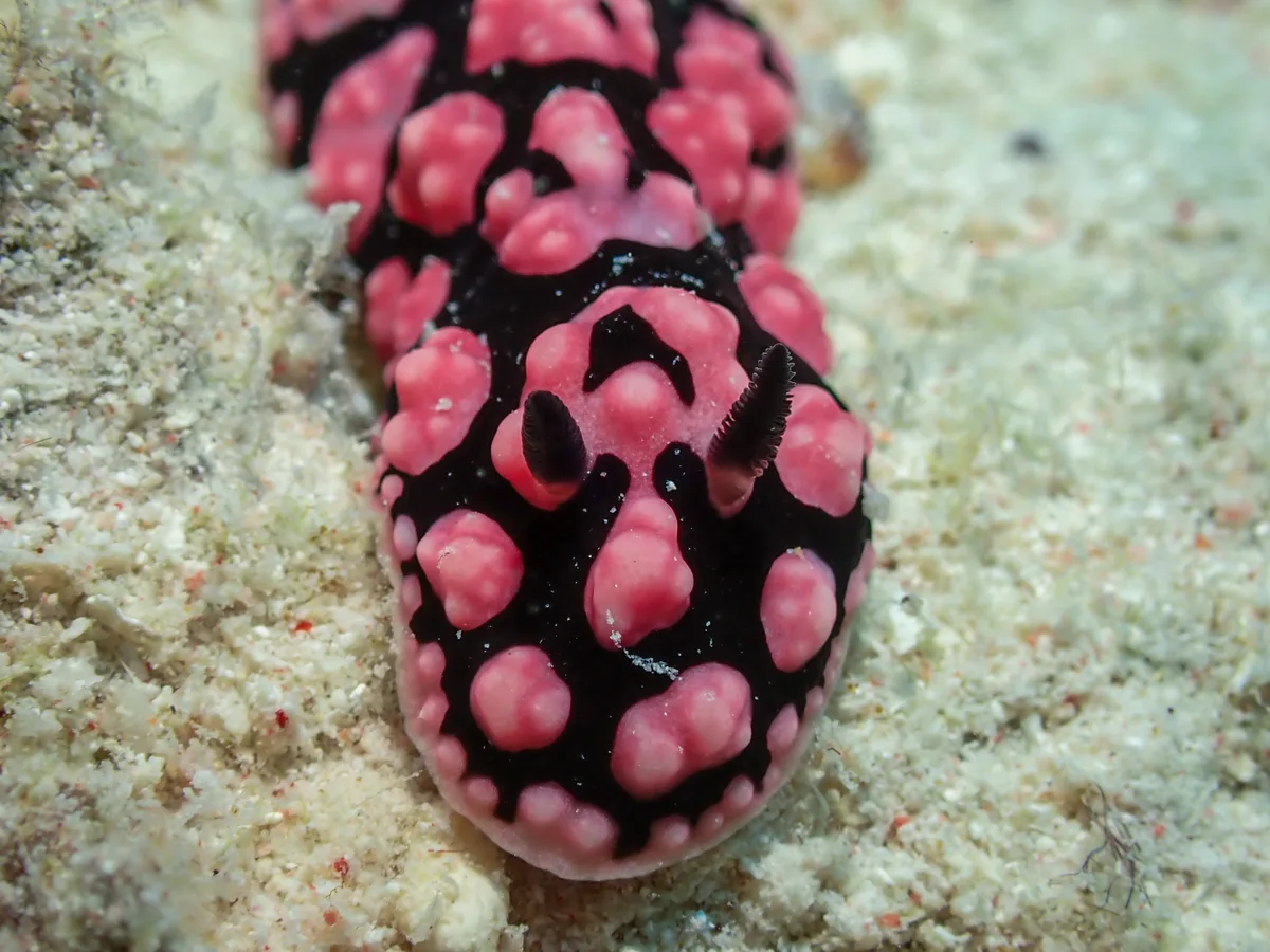 Phyllidiella Pustulosa