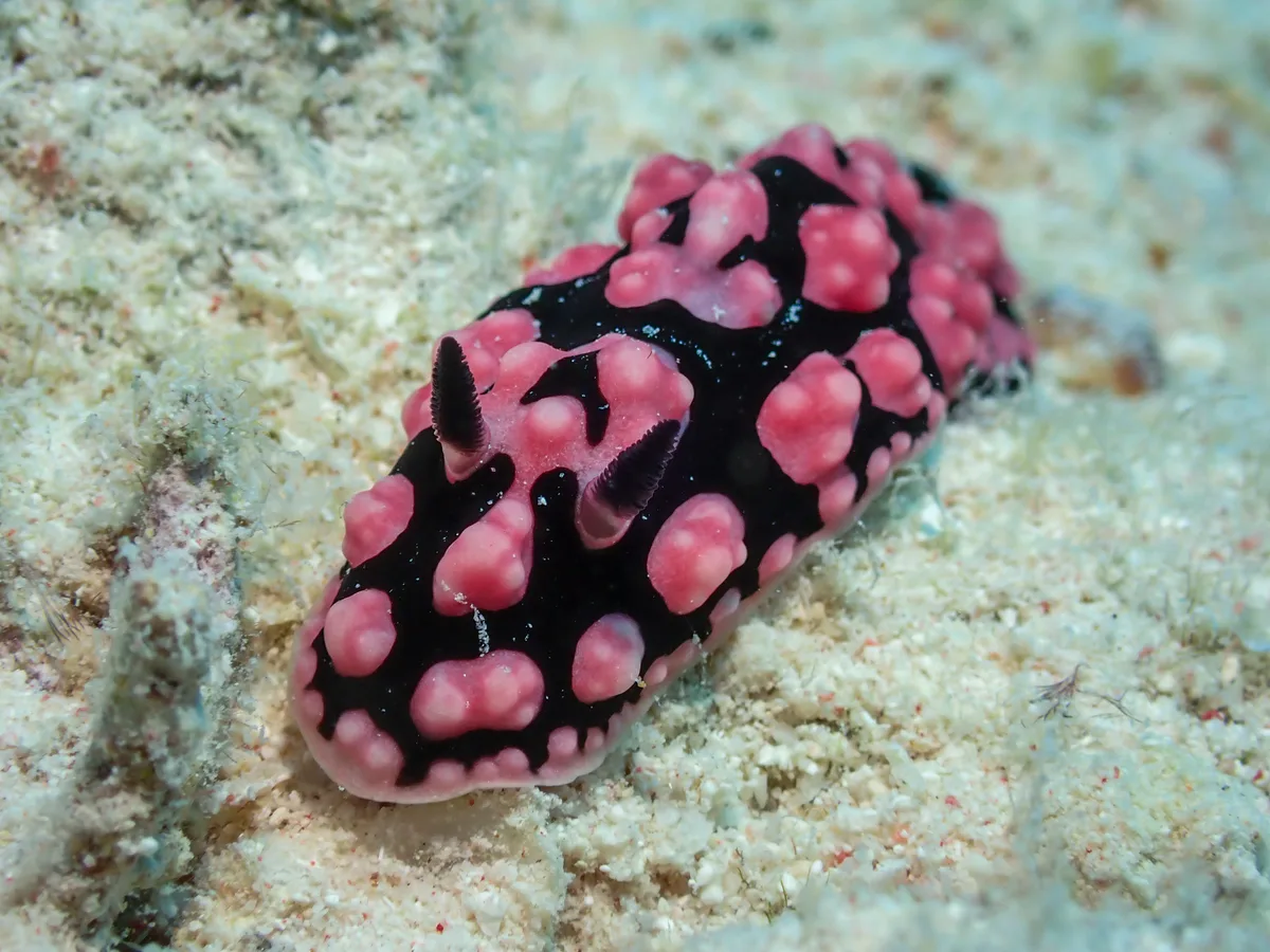 Phyllidiella Pustulosa