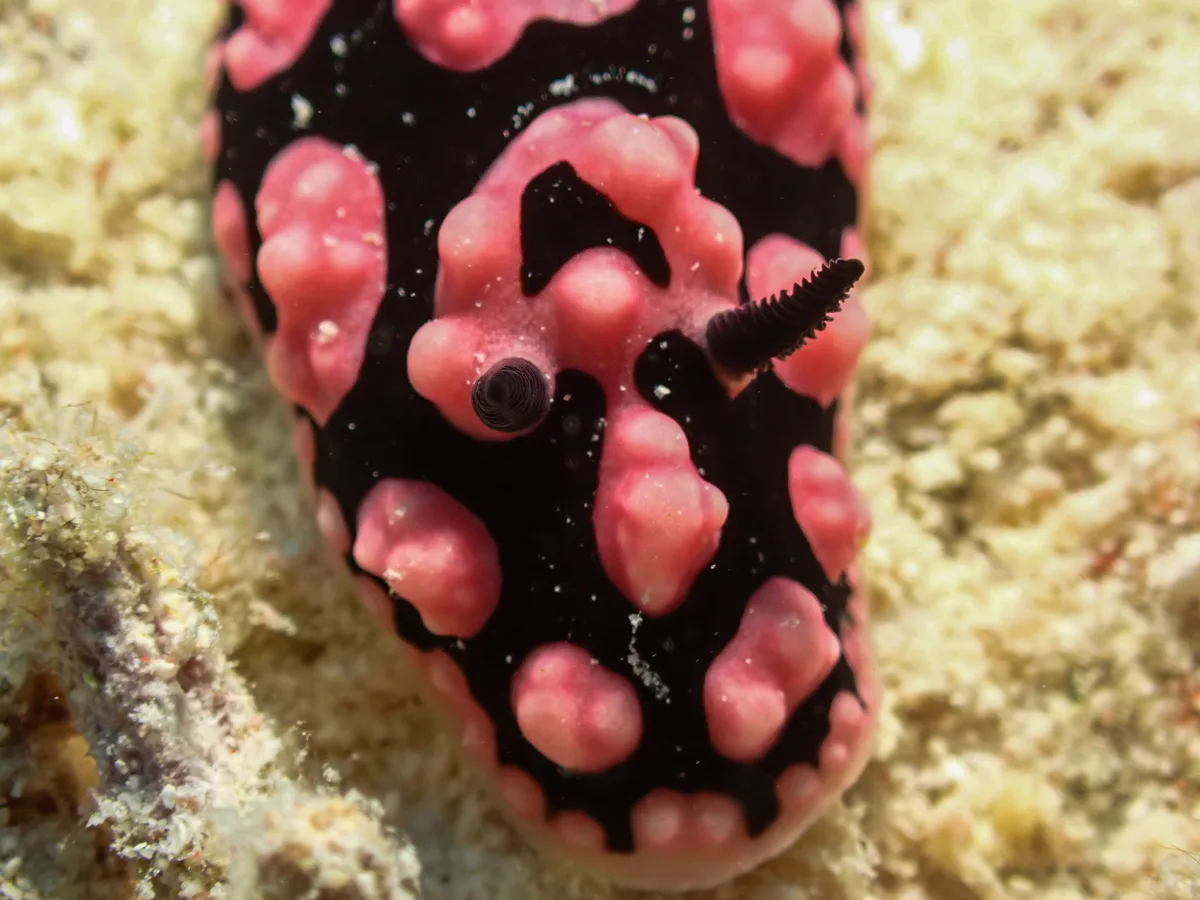 Phyllidiella Pustulosa