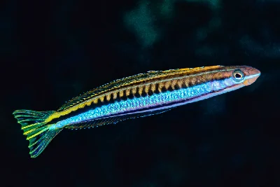 Piano Fangblenny