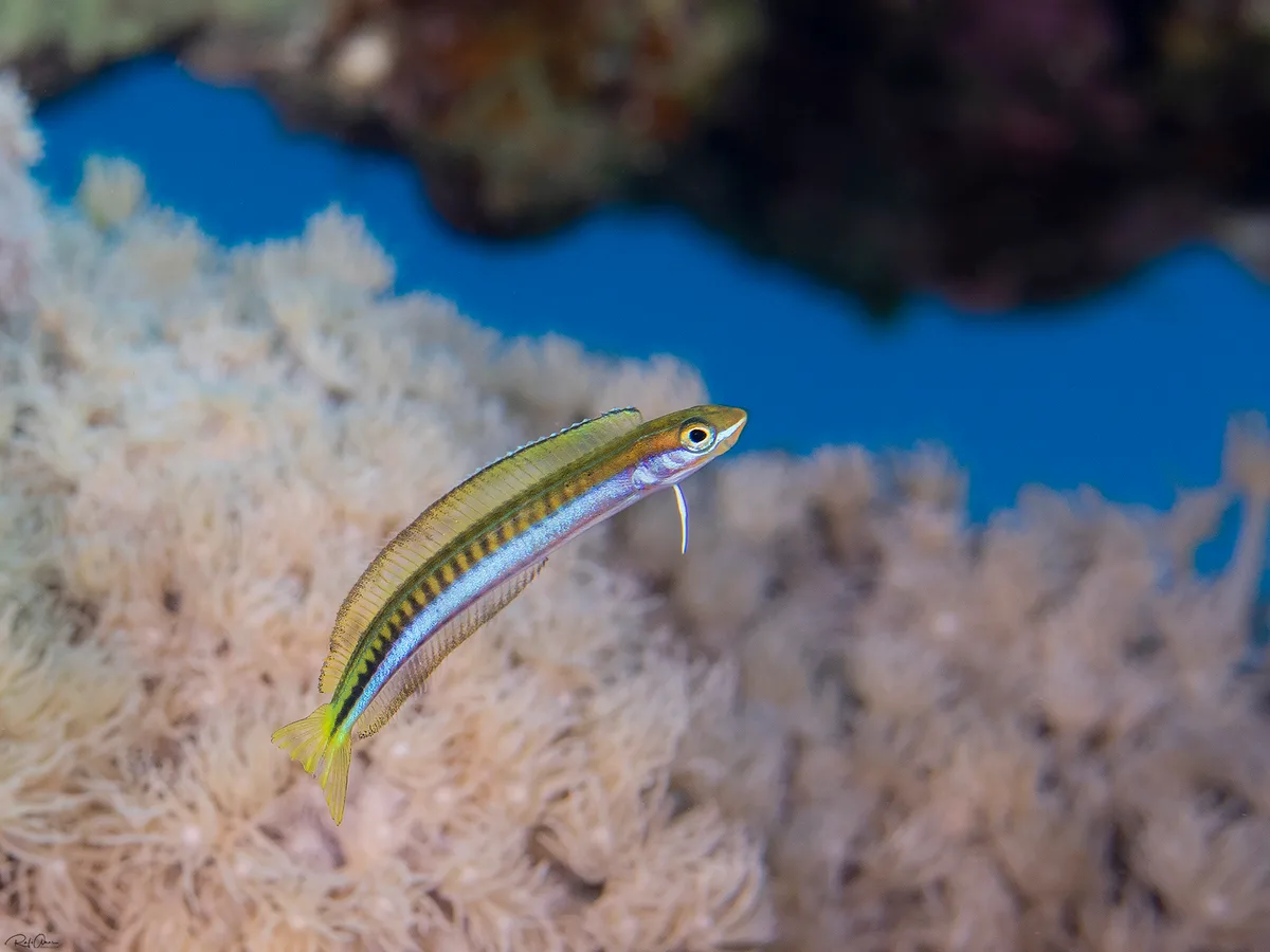 Piano Fangblenny