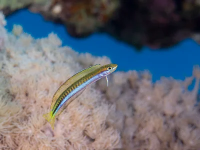 Piano Fangblenny