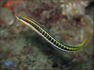 Piano Fangblenny