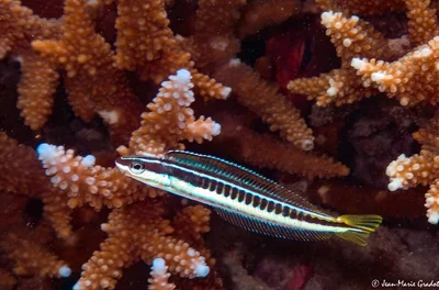 Plagiotremus tapeinosoma