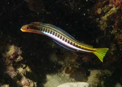 Plagiotremus tapeinosoma