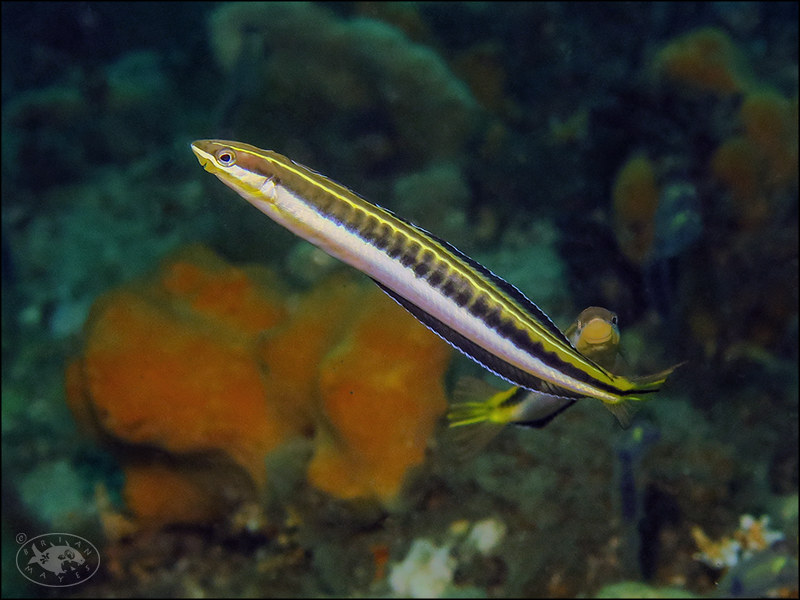 Piano Fangblenny (Plagiotremus tapeinosoma)