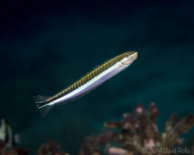 Piano Fangblenny (Plagiotremus tapeinosoma)