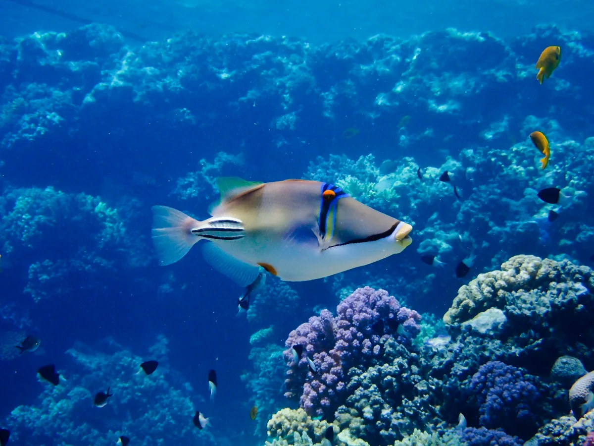 Picasso Triggerfish