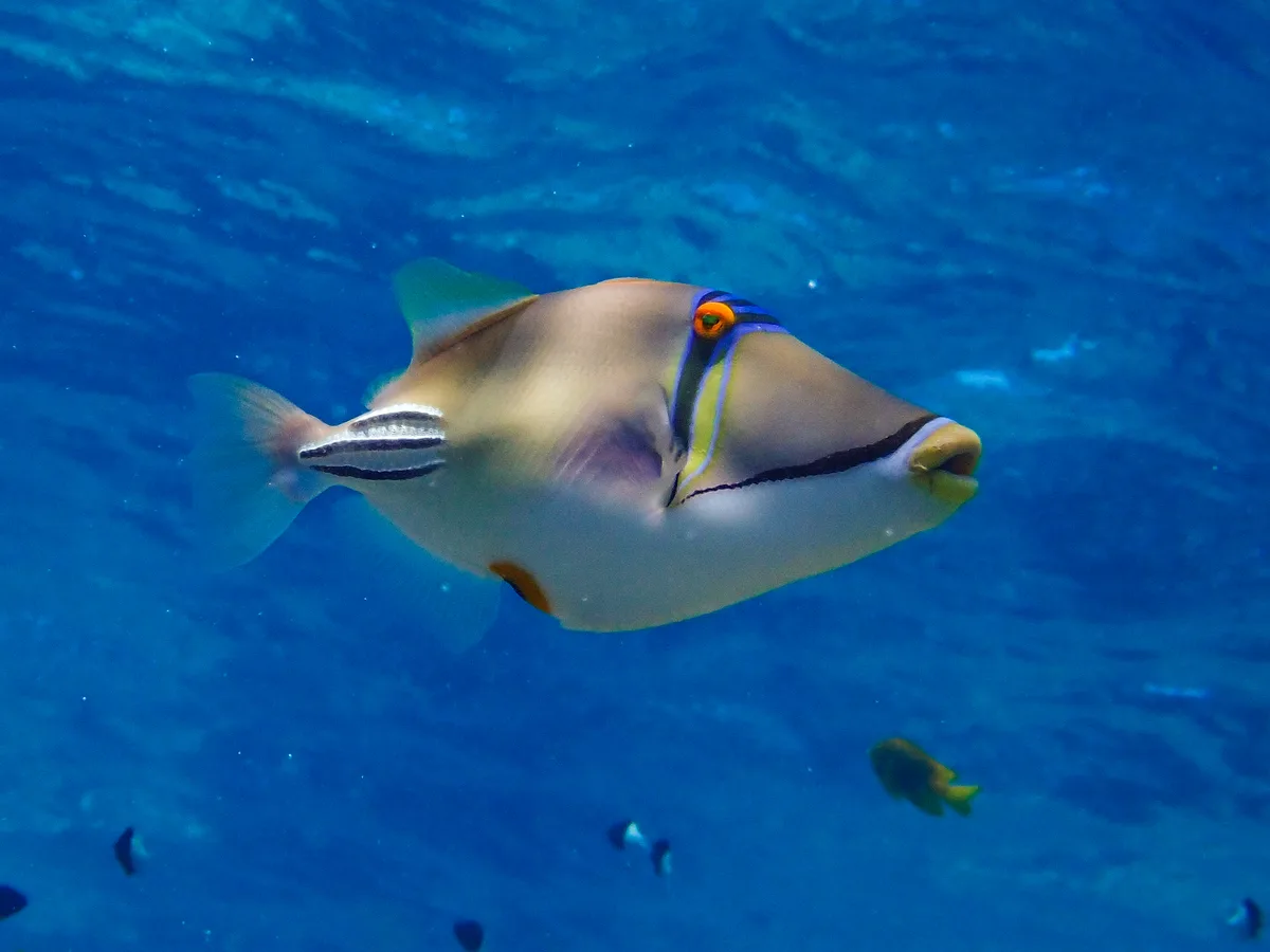 Picasso Triggerfish