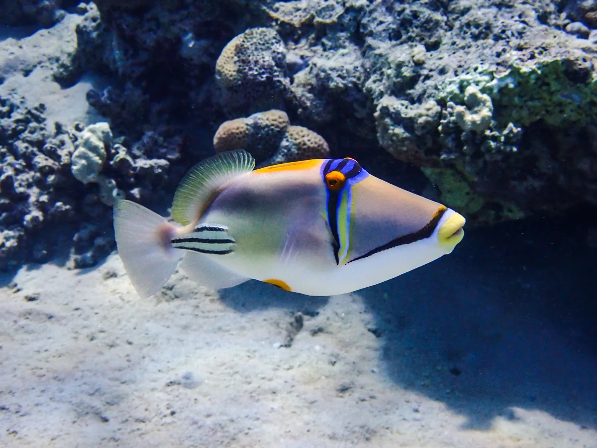 Picasso Triggerfish