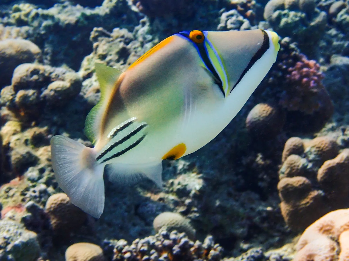 Picasso Triggerfish