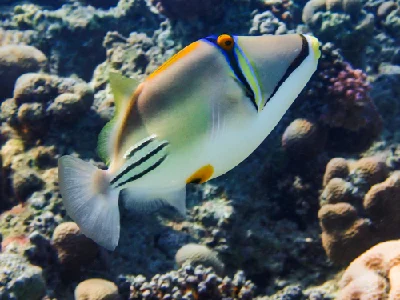 Picasso Triggerfish