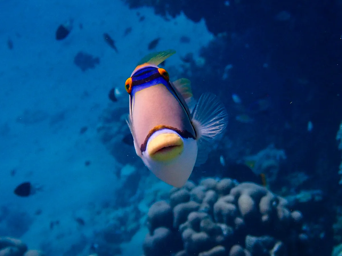 Picasso Triggerfish
