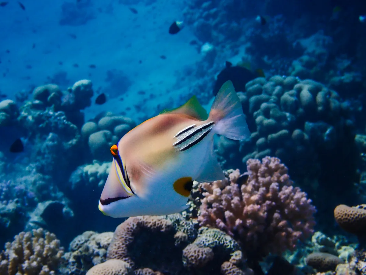 Picasso Triggerfish