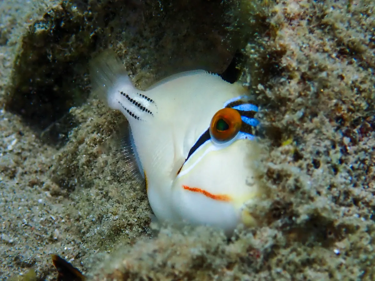 Picasso Triggerfish (juvenile)
