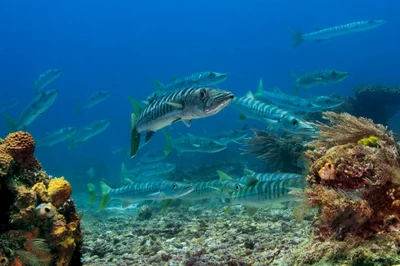 Pickhandle (or Banded) Barracuda - Sphyraena jello