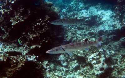 the barracudas are back!