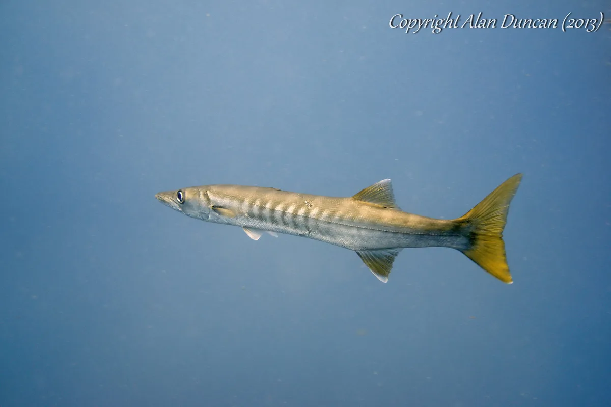 A large Pick-Handle Barracuda swims off with a flick of its tail at Sail Rock, Koh Phangan, Thailand