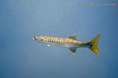 A large Pick-Handle Barracuda swims off with a flick of its tail at Sail Rock, Koh Phangan, Thailand