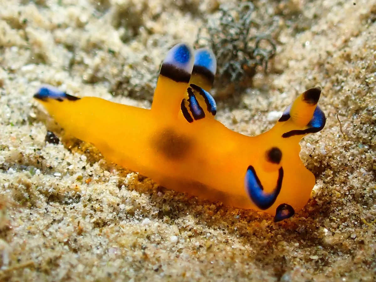 Thecacera Pacifica