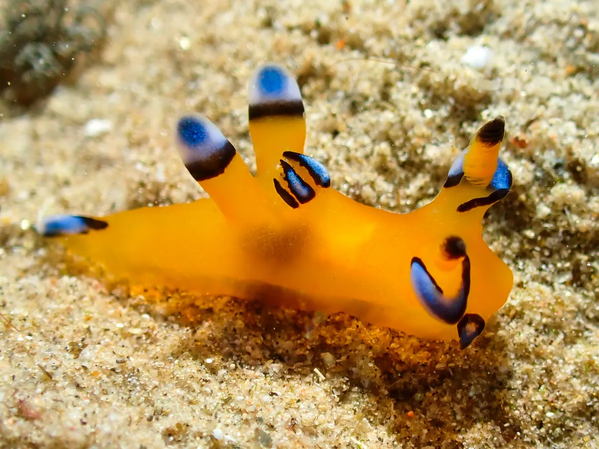 Thecacera Pacifica