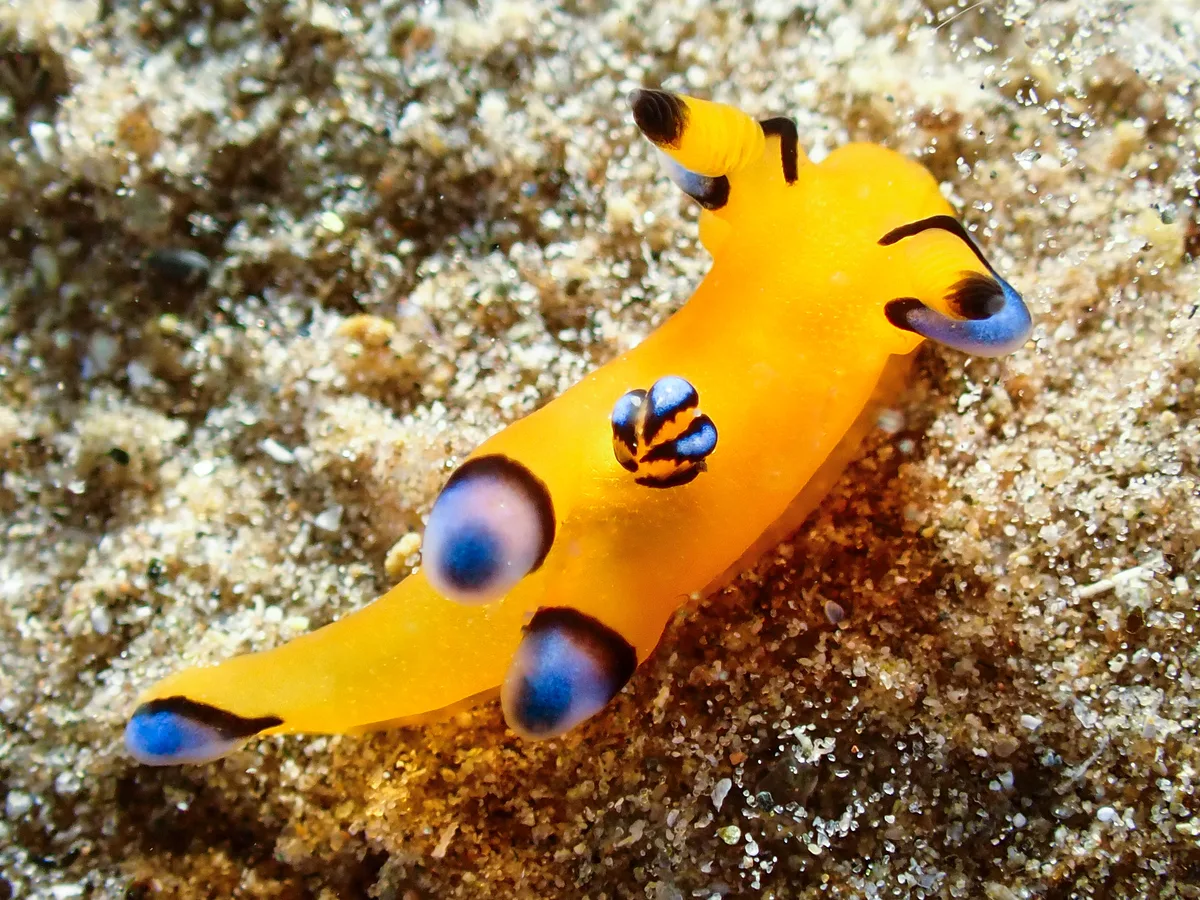 Thecacera Pacifica