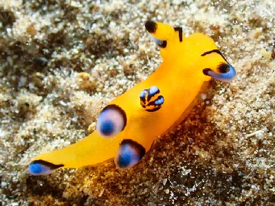 Thecacera Pacifica
