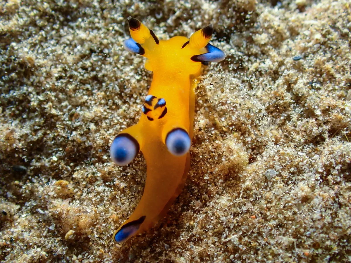 Thecacera Pacifica