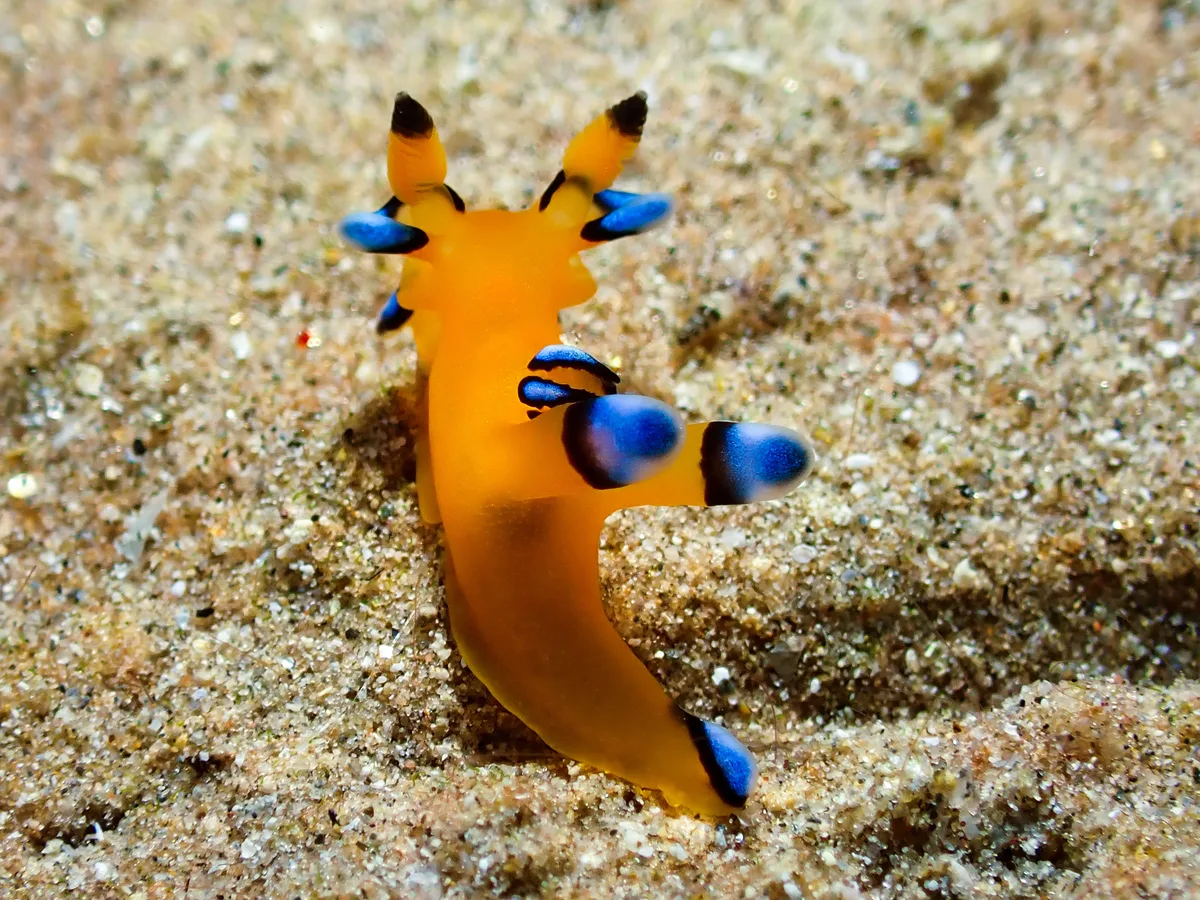 Thecacera Pacifica