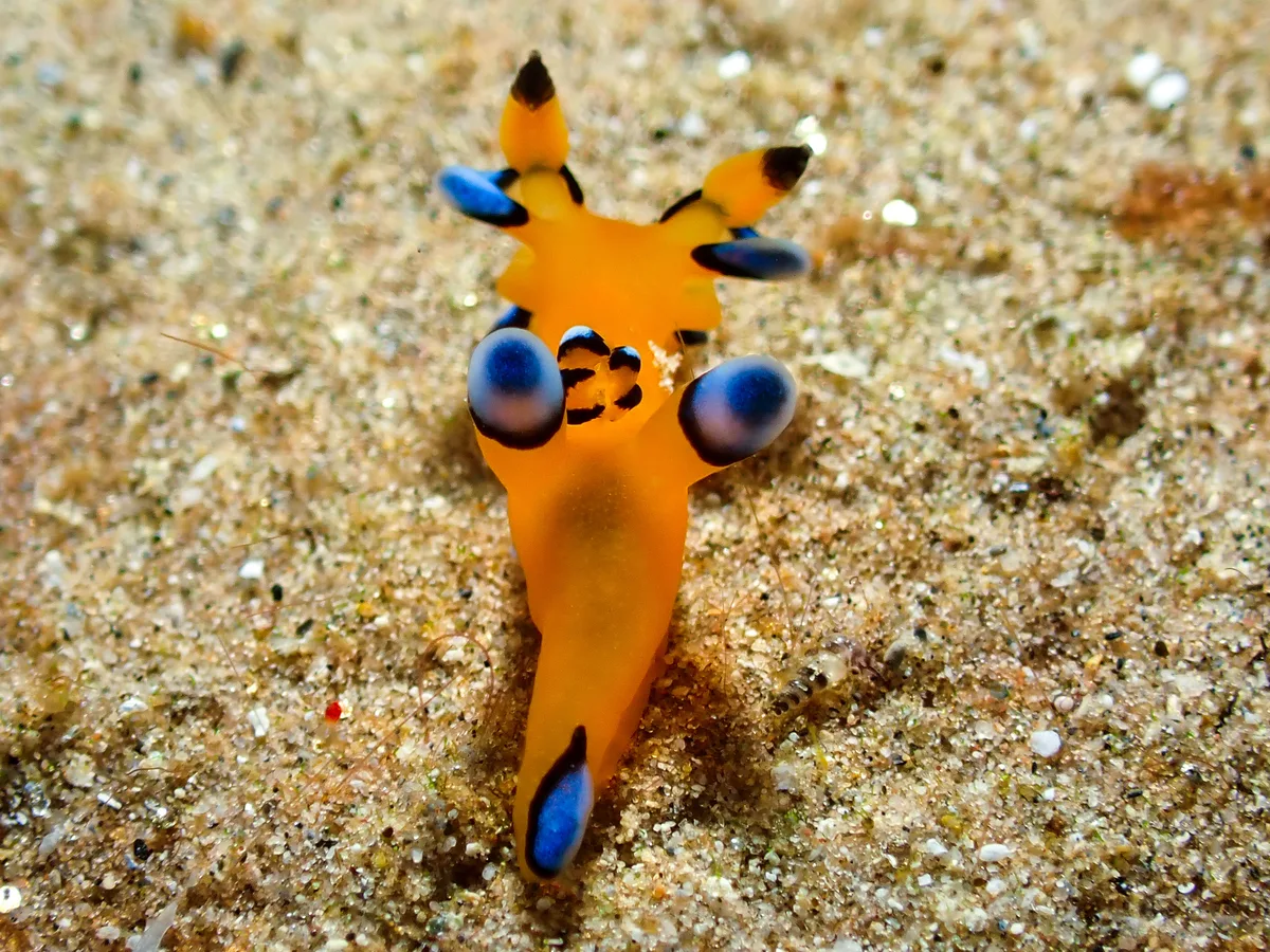 Thecacera Pacifica