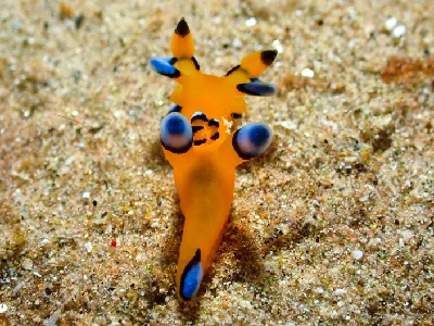 Thecacera Pacifica