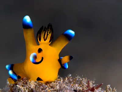 Pikachu Nudibranch - Thecacera pacifica