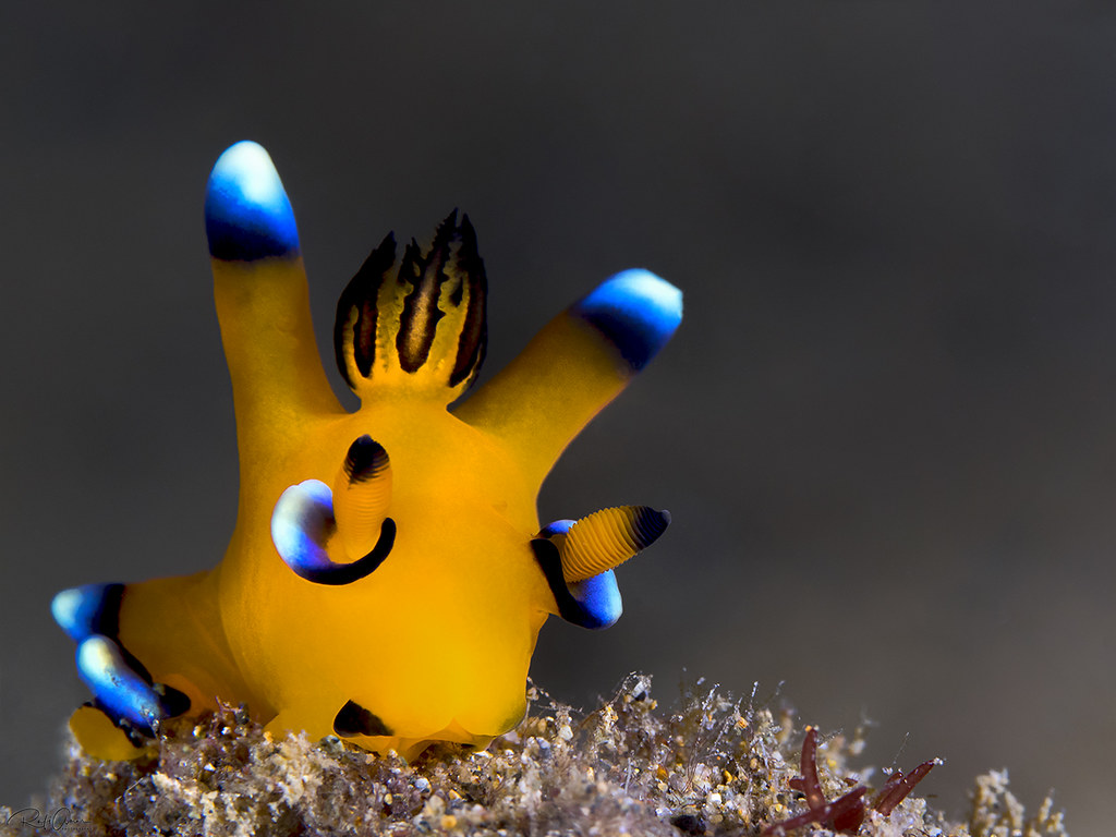 Pikachu Nudibranch - Thecacera pacifica