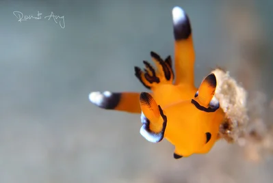 Thecacera pacifica