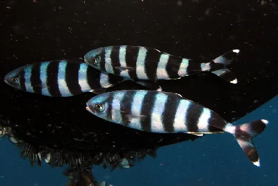 Pilotfish