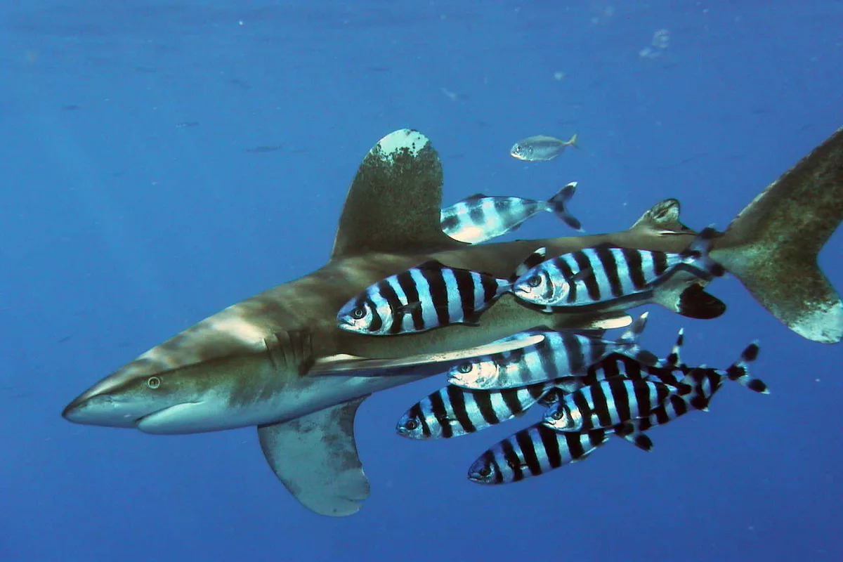 Pilotfish