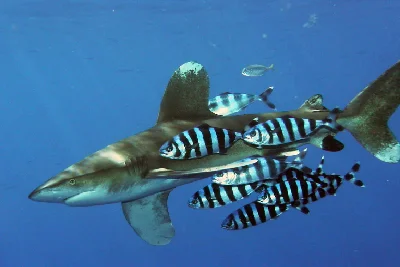 Pilotfish