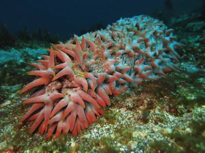 Sea cucumber (Thelenota ananas)