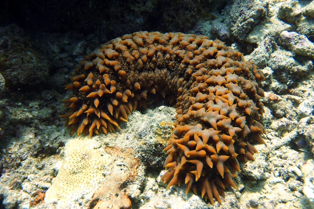 Thelenota ananas