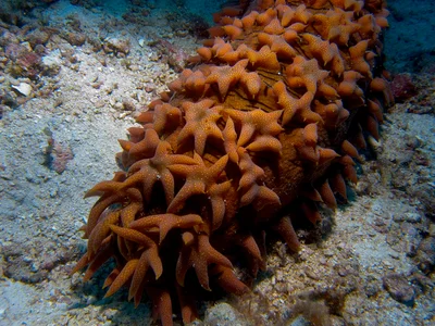 Thelenota ananas