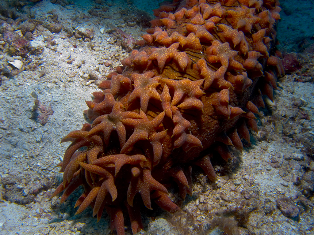 Thelenota ananas