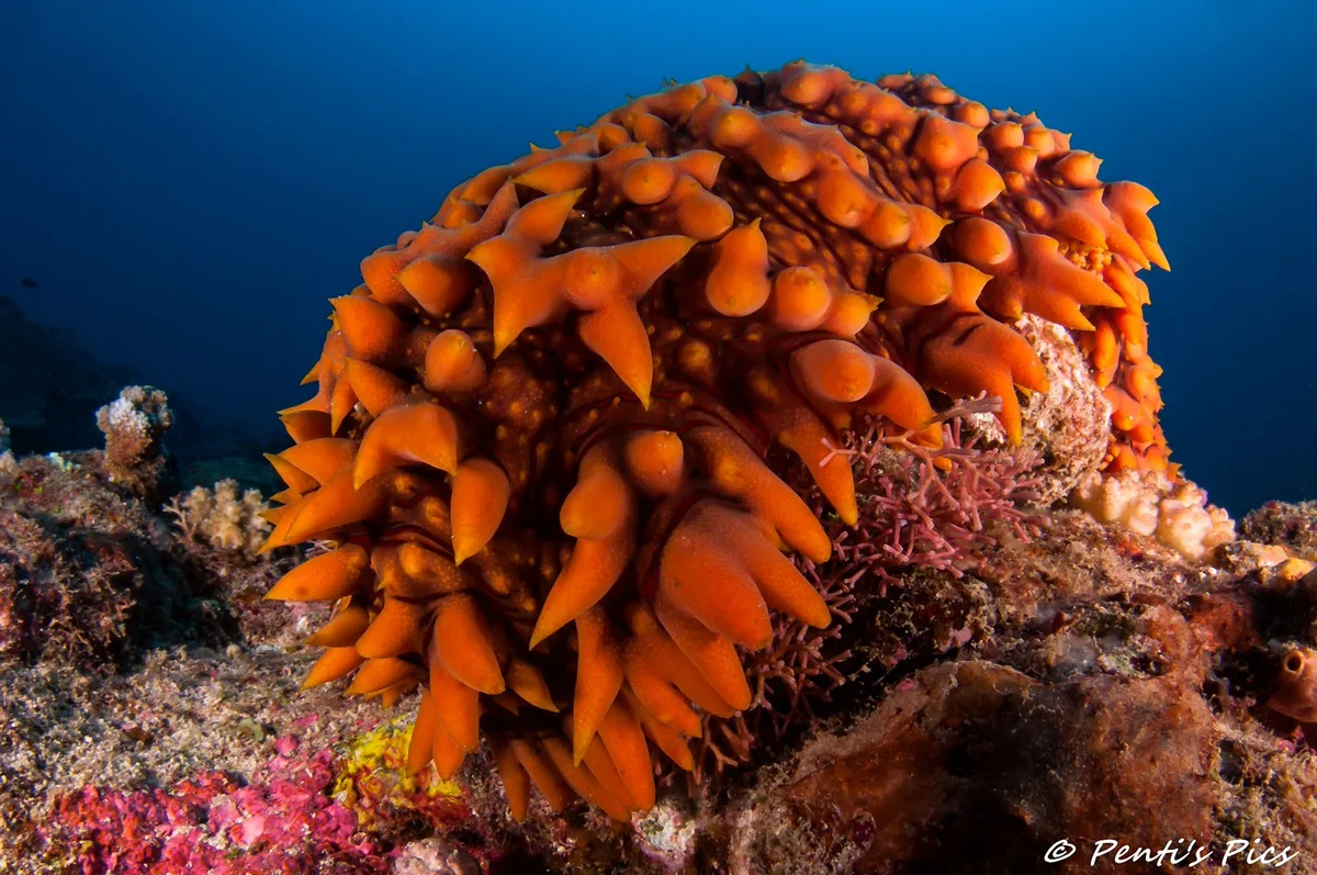 Holoturie ananas - pineapple sea cucumber - Thelenota ananas