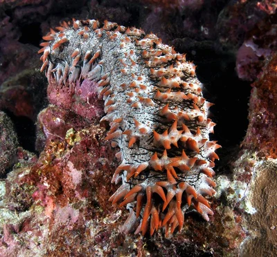 prickly sea cucumber ( thelenota ananas)(r)