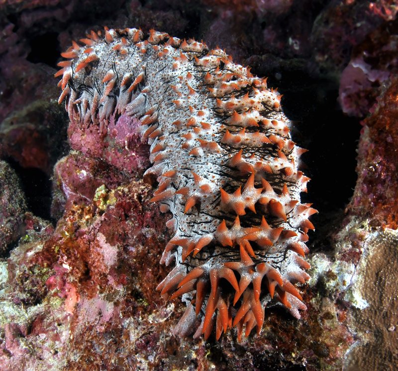 prickly sea cucumber ( thelenota ananas)(r)