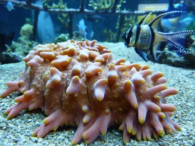 Holothurie ananas-Nausicaa
