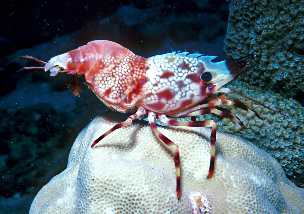 Pinecone Marble Shrimp